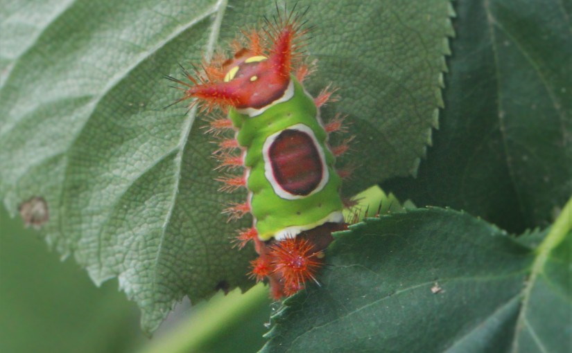 The Saddleback Caterpillar – Crazy These Things Live In My Yard